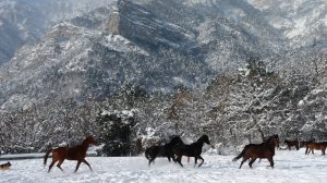 Лошади на снегу. Снежная Ялта! Крым!