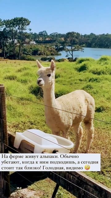 Ферма в Новой Зеландии - что и кто тут есть ? #иммиграция #новаязеландия #newzealand #travel смотреть онлайн