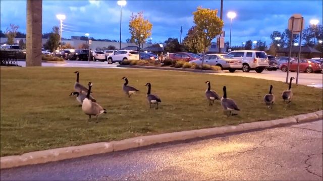 2023 Гуси главные на дороге! Уступи гусям дорогу! Make way for the Goose! смотреть онлайн