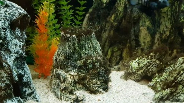 чернополосые...,