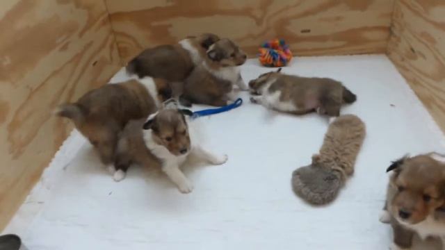 BIS BISS GRCH Sage X BISS GRCH Gracie Lou UD, PT, VCX смотреть онлайн