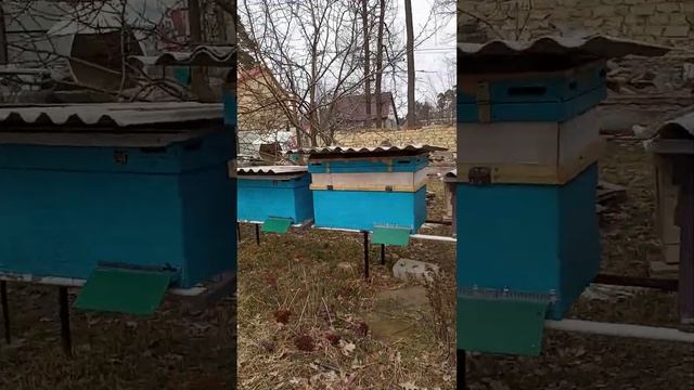 весна радость пчеловода облёт пчел смотреть онлайн