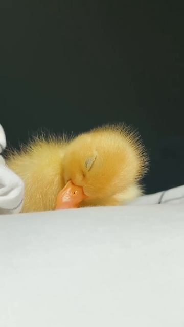 sing me to sleep 😴 shorts смотреть онлайн