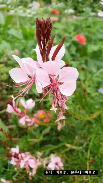 [흰나비바늘꽃]분홍나비바늘꽃,춤추는나비,백접초,홍접초.꽃말은 섹시한여인/떠나간 이를 그리워하다.요즘 곳곳에서 볼 수 있어요. смотреть онлайн