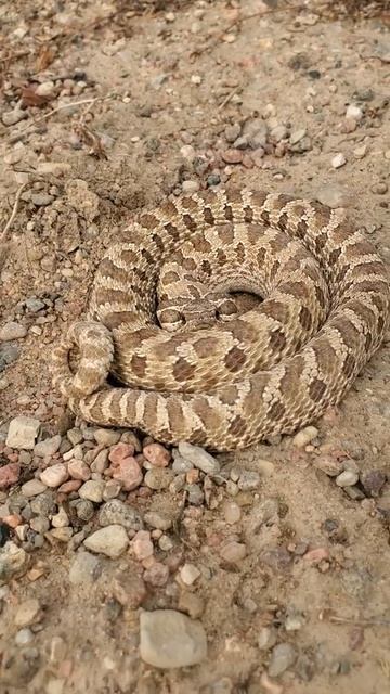 Plains hognose snake ( Heterodon nasicus) trying to appear dangerous. смотреть онлайн