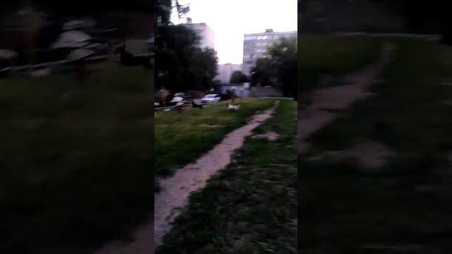 Собачье бешенство 3асть смотреть онлайн