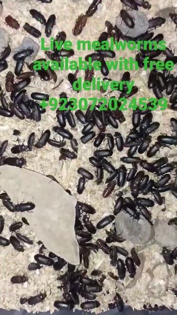 beetles of live mealworms смотреть онлайн