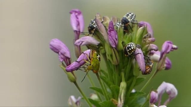 ミナミアオカメムシ　Nezara viridula смотреть онлайн