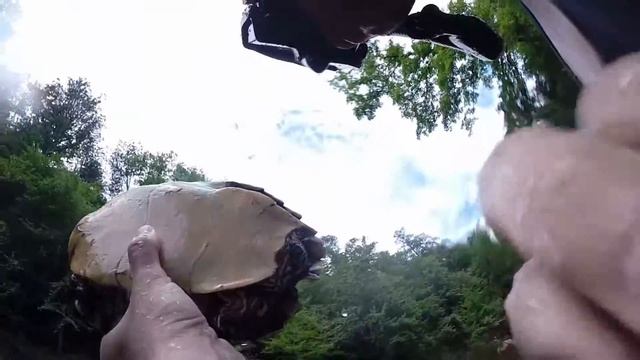 Snorkeling for Alabama Map turtles смотреть онлайн