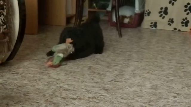 39 дней Корсика 1 смотреть онлайн