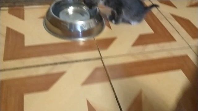 И хочется и колется😾Кошка начинает интересоваться котёнком смотреть онлайн