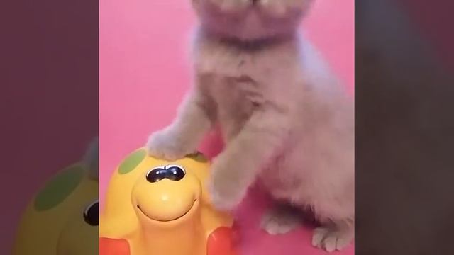 Шотландские котята в Баку смотреть онлайн