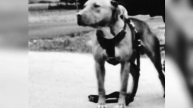 Chico Lopez on Gr Ch Barracuda & Macho? clip from his live смотреть онлайн