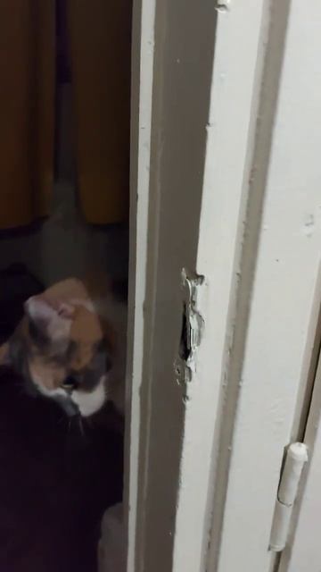 С Бусей шутки плохи #cutecat #смешныекотики #котики #Буся # cats смотреть онлайн