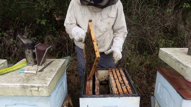 осенний контроль кормовых запасов и подготовка семей к замене маток смотреть онлайн
