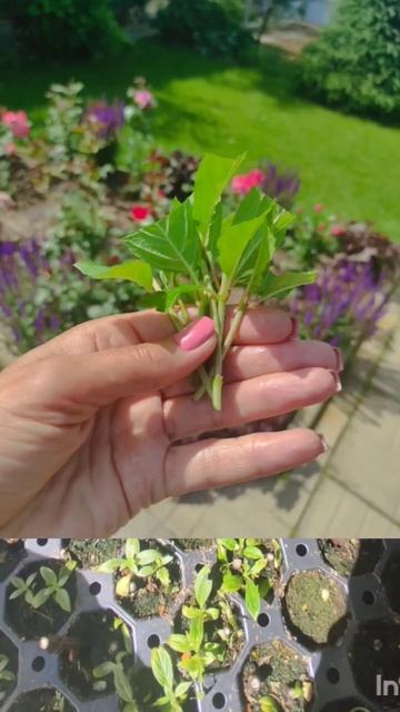 Результат черенкования гортензий одревесневшими черенком ♀️.