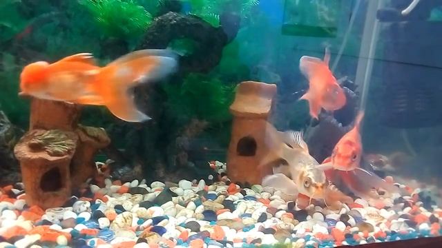 Золотые# рыбки#Goldfish#金鱼# смотреть онлайн