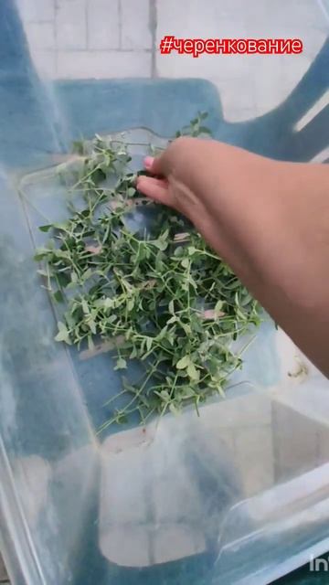 Черенкуем с внучкой котовник Six Hils.