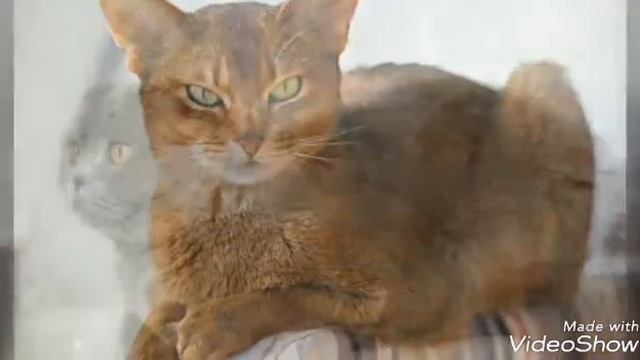 топ 7 умных порд кошек смотреть онлайн