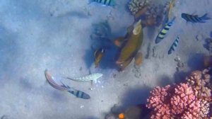 17. Ящероголов Фаулера или песчаная рыба-ящерица под музыку Bill Black Combo Smokie Part 2