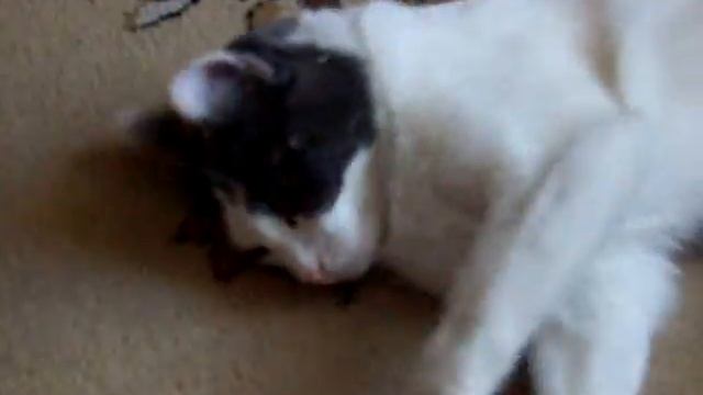 Моя кошка 2 смотреть онлайн