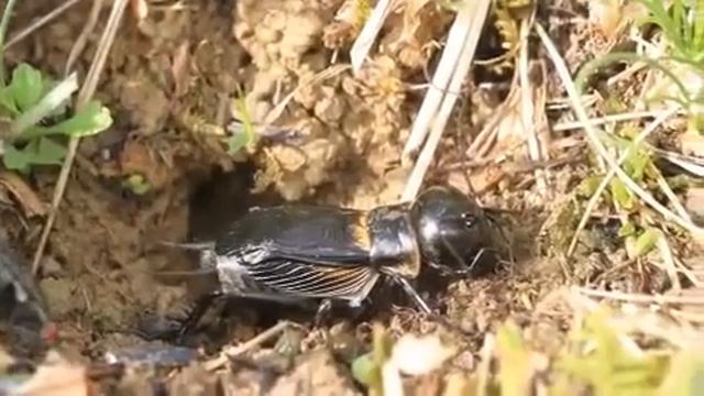 Feldgrille Gryllus campestris360p смотреть онлайн