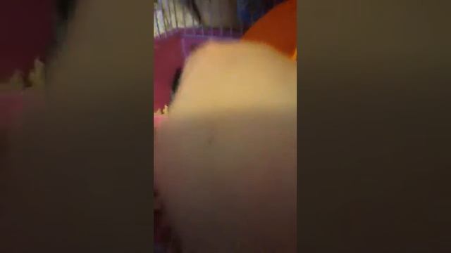 Мой хомяк смотреть онлайн