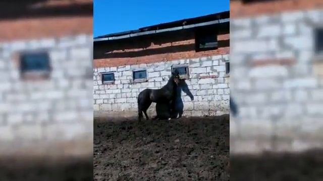 Уехал в красный бор. смотреть онлайн