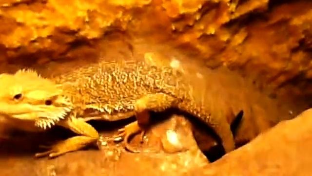 pogona vitticeps vs blaptica dubia смотреть онлайн