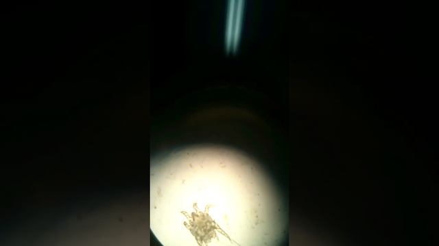 OTODECTES CYNOTIS смотреть онлайн