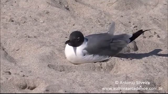 Larus atricilla, Sunny Isles,Miami 30 3 15 Antonio Silveira смотреть онлайн