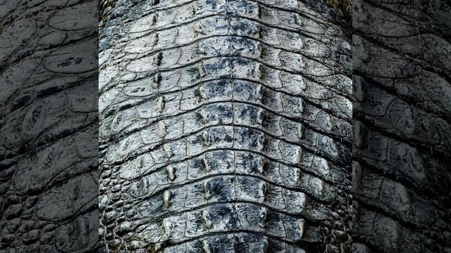Sarcosuchus смотреть онлайн