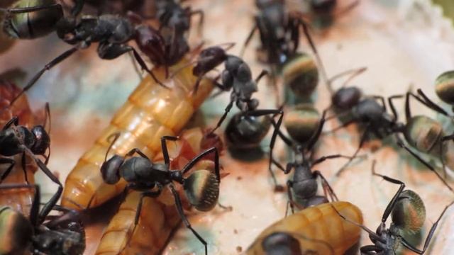 Camponotus sericeus смотреть онлайн
