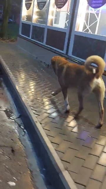 деревня Кипень гуляет рыжий смотреть онлайн