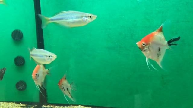 Scalari Red Cap смотреть онлайн