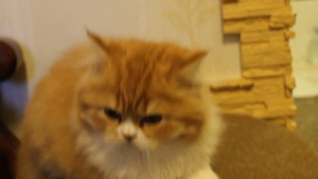 Хайсон 3,5 мес смотреть онлайн