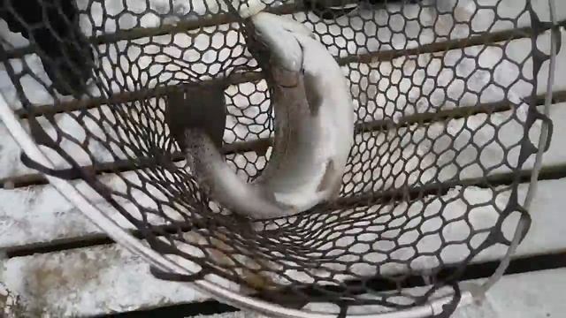 И доброе утро в День смеха! смотреть онлайн