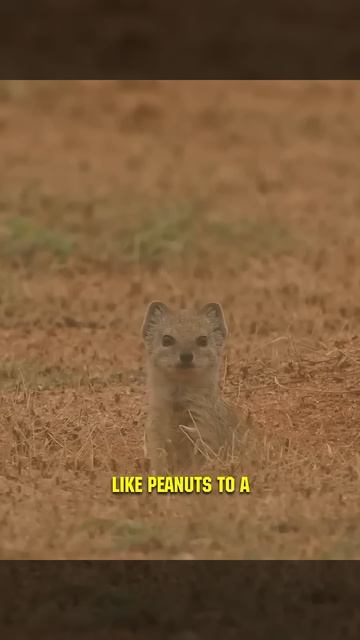Mongoose Repays Ground Squirrels with Protection! 😱😲 смотреть онлайн