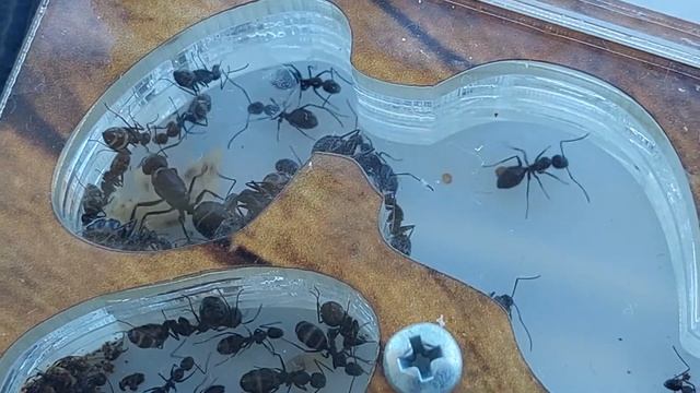 Camponotus foreli colonia 1 years (Spain) 18.09.2022 смотреть онлайн