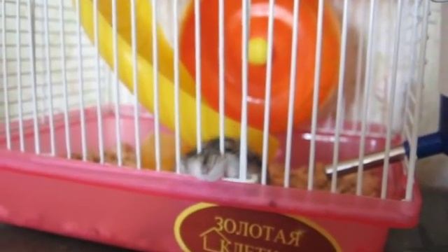 Джунгарский хомячок смотреть онлайн