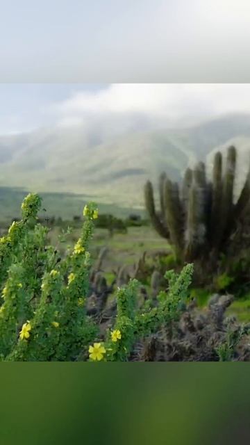 Южная Америка/Чили/Атакама/Зеленый ковер #earth #природа #world #фильм #movie #green #кино #земля смотреть онлайн