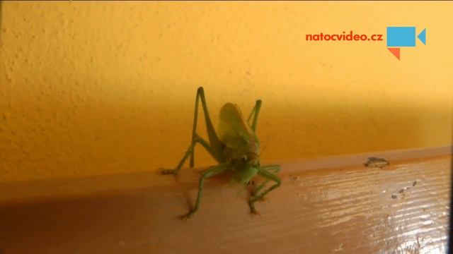 Kobylka na zastávce смотреть онлайн