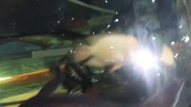 Океанариум г.Геленджик смотреть онлайн