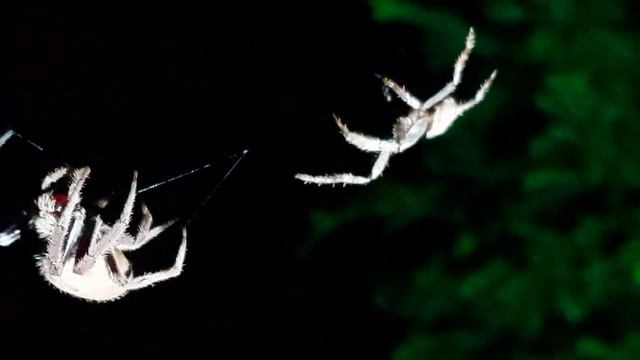 When Spider Mating Goes Wrong. Part 1of4- Eriophora sp (garden orb weaver) смотреть онлайн