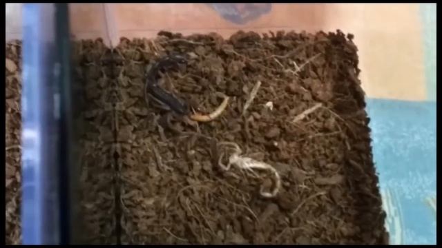 Scorpion H. Hottentotta and C. Gracilis Feeding Time смотреть онлайн