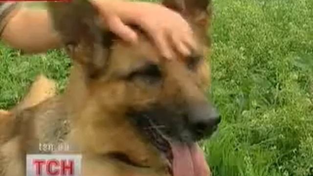 teleperedachi tsn varta shkola dlya sobak смотреть онлайн