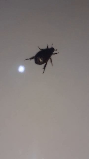 Big Bug смотреть онлайн