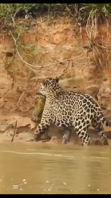 Leopards jump into the river to catch snakes #shorts смотреть онлайн