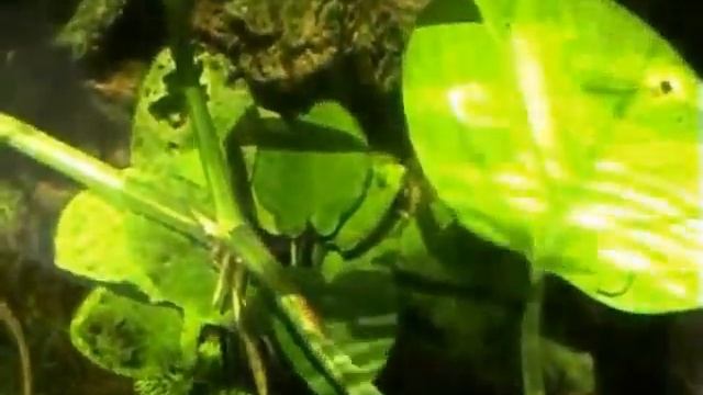 TEXOTES JACULATOR смотреть онлайн