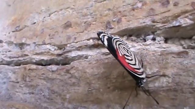 borboleta 08 ou 80? Salto do Corumbá смотреть онлайн